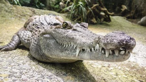 Crocodile Stock Photos