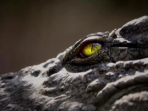 Crocodile Foto stock