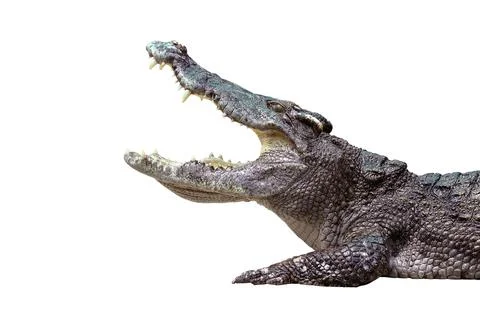 Crocodile Stock Photos