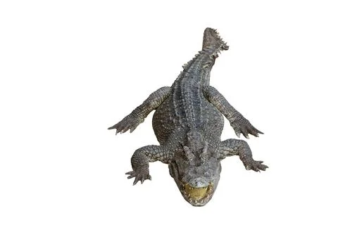 Crocodile Stock Photos