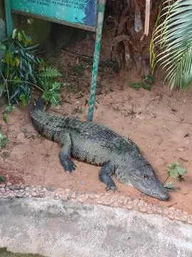 Crocodile Stock Photos