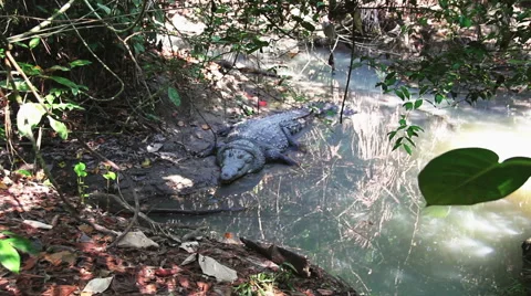 Crocodile in Pond Stock Footage 42355907