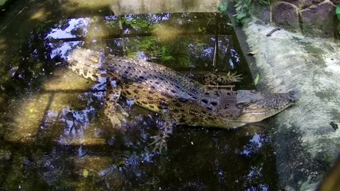 Crocodile in the pond Stock Footage 168082643