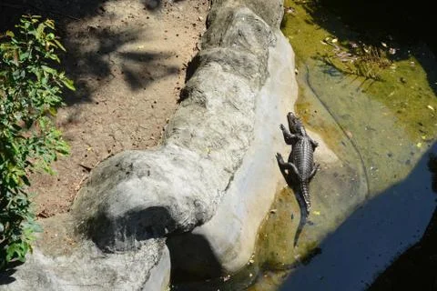 Crocodile in the pond Foto stock