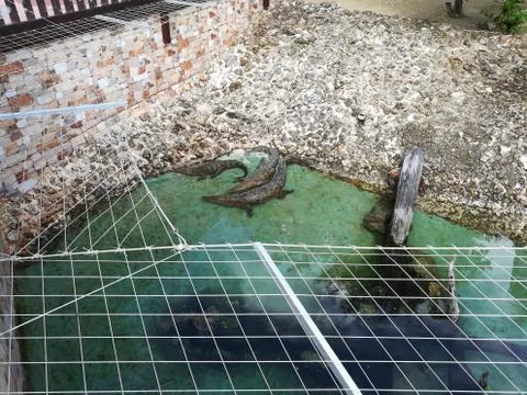 The crocodile in the pond Stock Photos