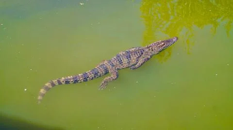 Crocodile in the pond. Photos