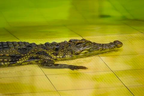 Crocodile in the pool Stock Photos