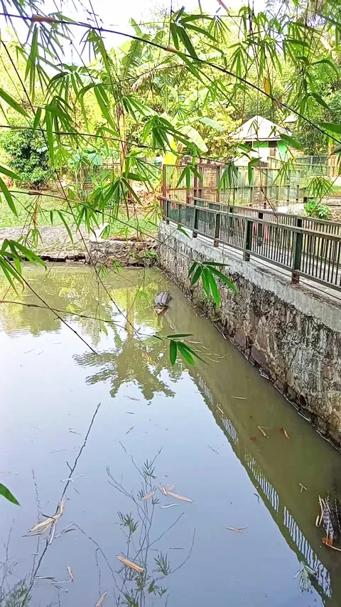 The crocodile in the pool is relaxing Stock Footage 289627313