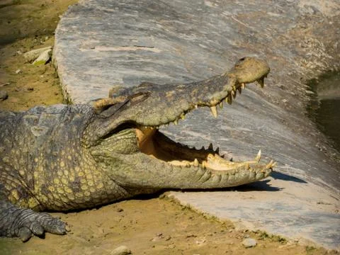 Crocodile Portrait Close Up Stock Photos