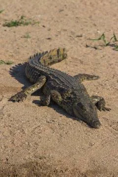 Crocodile portrait Stock Photos
