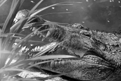 Crocodile portrait Stock Photos