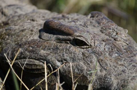 Crocodile portrait Stock Photos