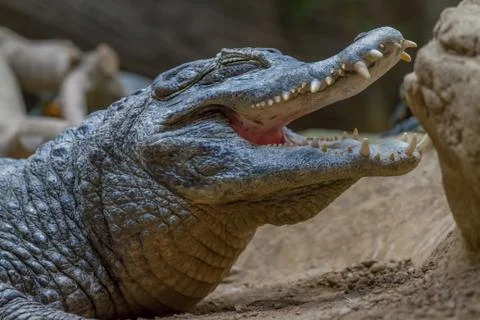 Crocodile portrait Stock Photos