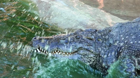 Crocodile powerfully and quickly immersed in water. Stock Footage 48547924
