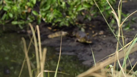 Crocodile rack focus in Slowmotion Stock Footage 103191289