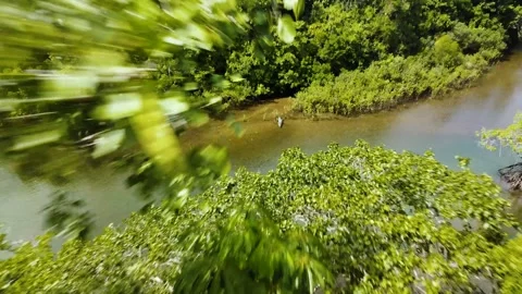 Crocodile in the rainforest Stock Footage 285116637