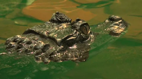 Crocodile ready to an attack Stock-Footage 1807189