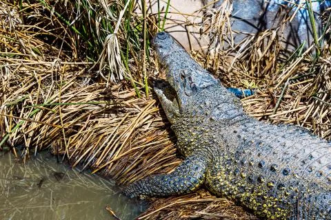 Crocodile on reed Stock Photos