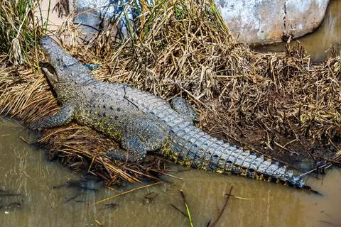 Crocodile on reed Stock Photos