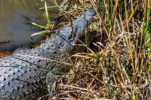 Crocodile on reed Stock Photos