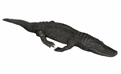 Crocodile relaxing - 3D render Stock Illustration