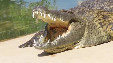 Crocodile relaxing Stock Footage 261933520