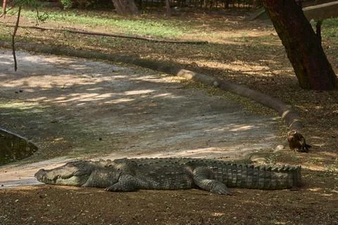 A crocodile is relaxing Stock Photos