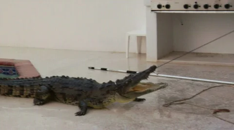 Crocodile removed from swimming pool Stock Footage 716007