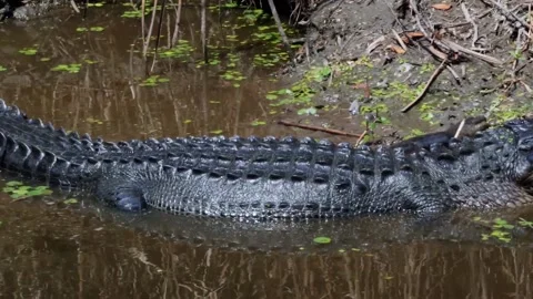 Crocodile reposing in lake Vidéo 149491269