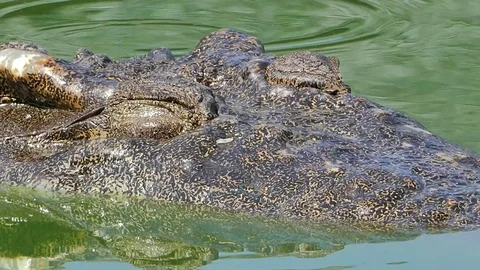 Crocodile rest in water. Stock Footage 71429199