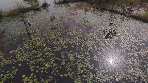 Crocodile resting amid lake's vegetation Stock Footage 80785103