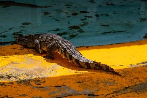 Crocodile resting on bright yellow surface beside tranquil water in its nat.. 库存照片