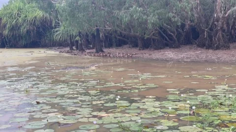 Crocodile resting Видео 256985172