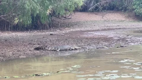 Crocodile resting Видео 256985210