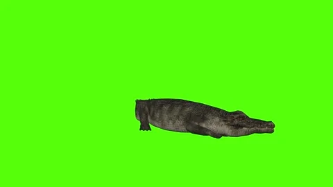 Crocodile Resting Green Screen Animation 4k Rendering Stock Footage 296980216