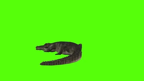 Crocodile Resting Green Screen Animation 4k Rendering Stock Footage 296980217