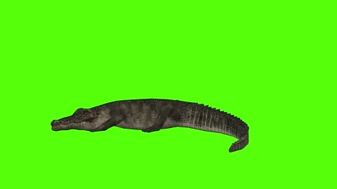 Crocodile Resting Green Screen Animation 4k Rendering Stock Footage 296980227