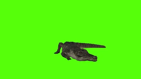 Crocodile Resting Green Screen Animation 4k Rendering Stock Footage 296980249