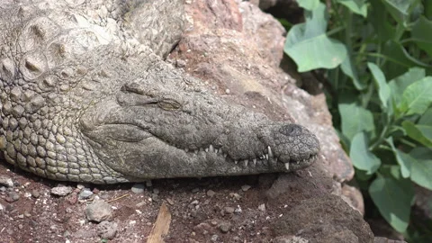 Crocodile resting on the ground in 4k Stock Footage 94167818