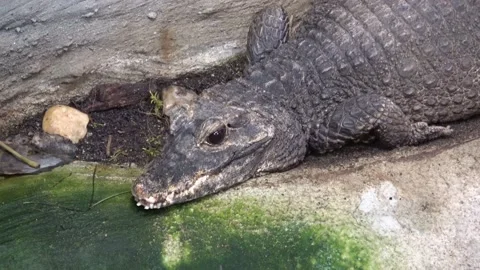 Crocodile resting on the ground. Stock Footage 238499722