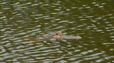 Crocodile in resting in river Stock Footage 61084139