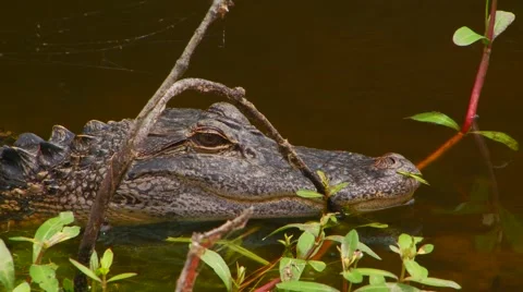 Crocodile resting in river Stock Footage 61084491