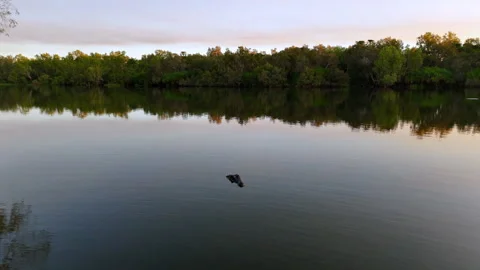 Crocodile Resting by River in Northern Territory, Australia Stock Footage 286950866
