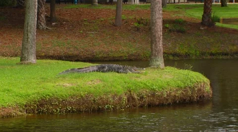 Crocodile resting on riverbank Stock Footage 61084272