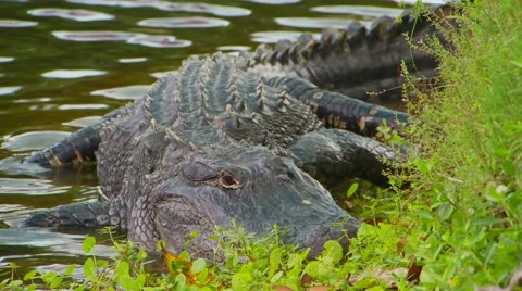 Crocodile resting on riverbank Stock Footage 61084610