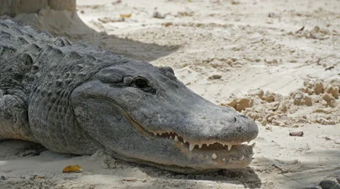 Crocodile resting in the sand Stock Footage 51055336