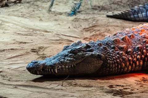 Crocodile resting in the sand Stockfoto's