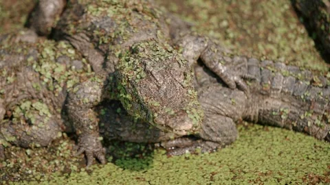 Crocodile resting on the shore Stock Footage 272213742