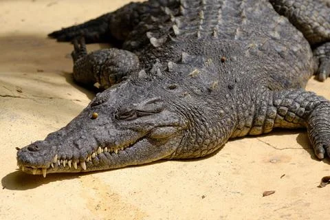 Crocodile is resting in the sun Stock Photos