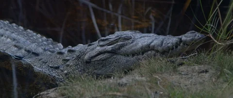 Crocodile resting in the swamp Stock-Footage 102194443